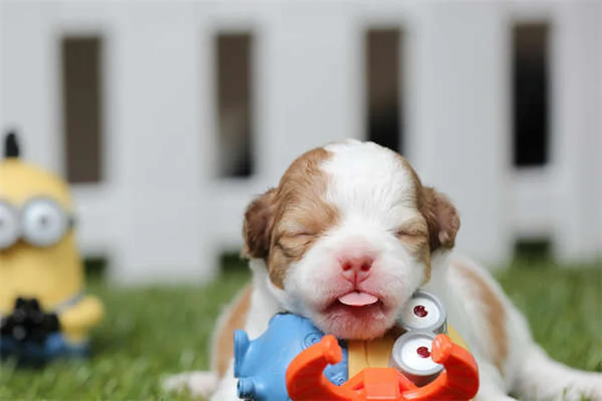 Passeggiate olfattive per cani: scopri il mondo attraverso il loro naso!