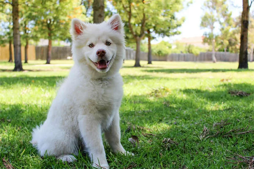 Perché i cani ti guardano quando fanno la cacca? Scopri il motivo!
