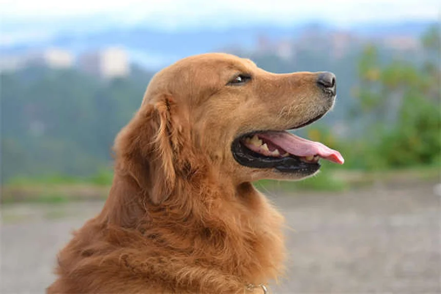 Malattia renale cronica nei cani: sintomi, diagnosi e cure efficaci