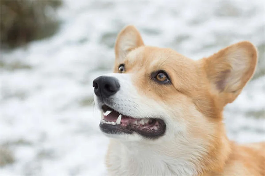 Conigli come animali domestici: guida completa alla scelta e cura
