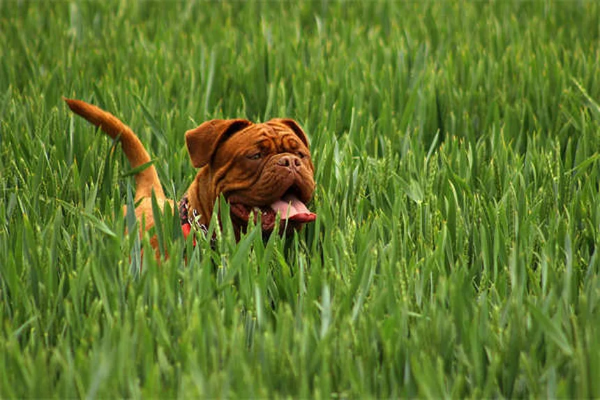 Osmoregolazione nei pesci: come mantengono l'equilibrio tra sale e acqua